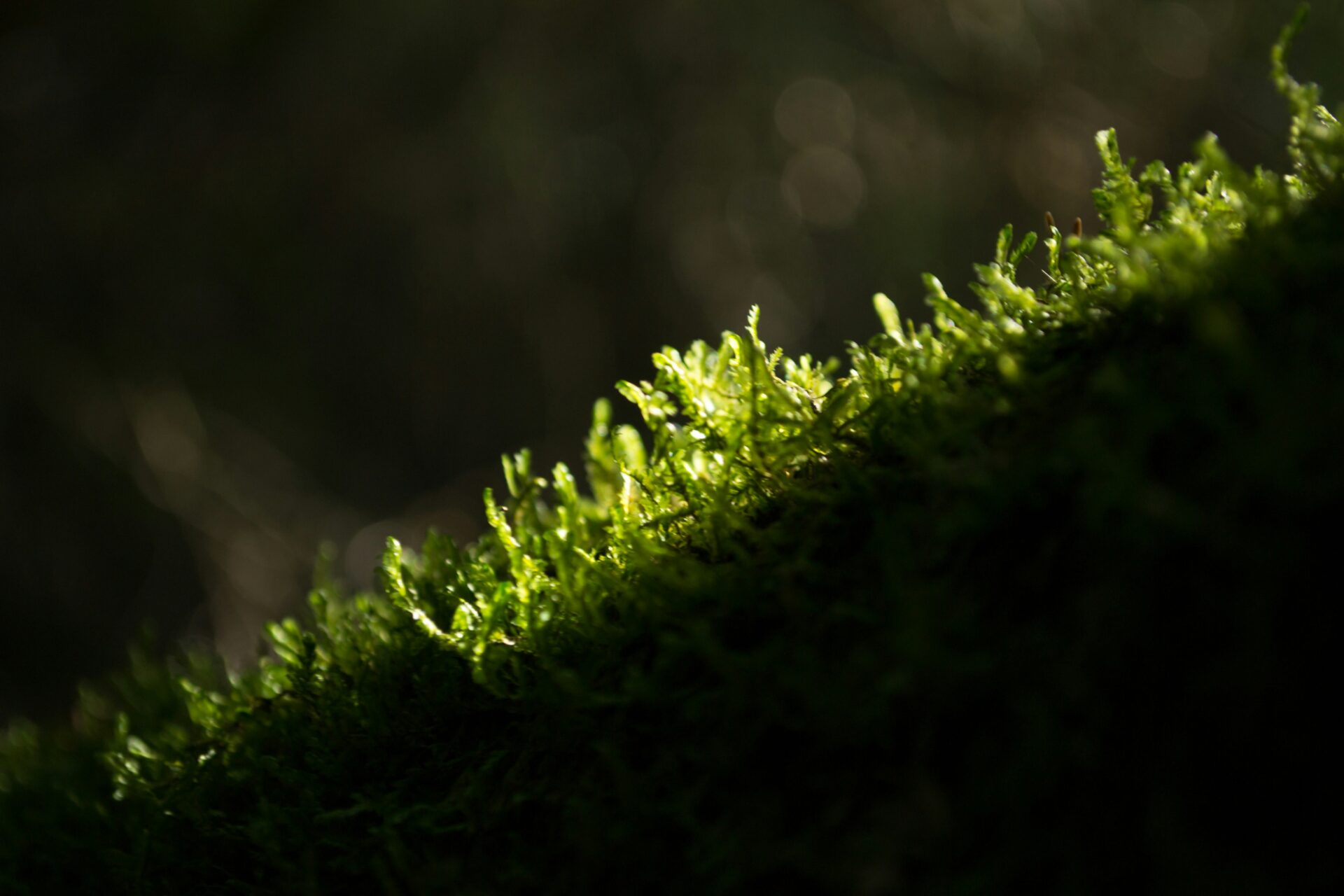 foto: ©Morgana First, Unsplash.